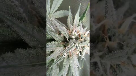 up close CK Hawaiian skunk