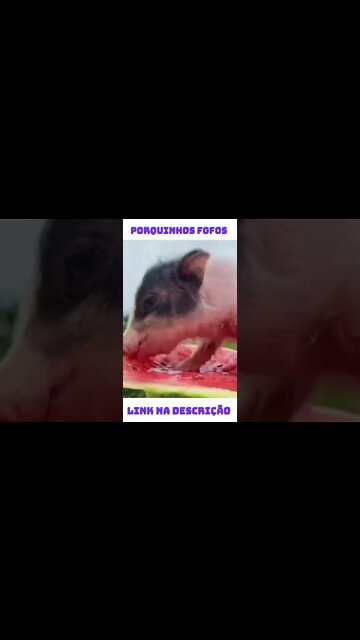 os Porquinhos Fofos e Engraçados #shorts