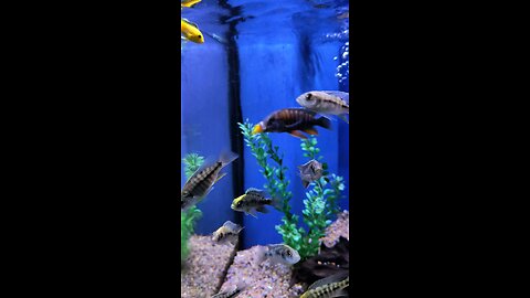 Fish Cannibalism