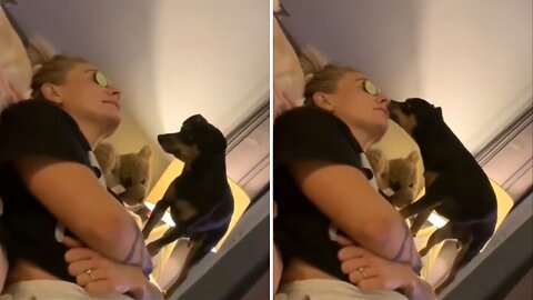 Smart Dog steals Cucumber from owner's eye