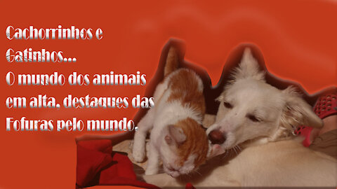 Fofinhos em Alta (Gatinhos e Cachorrinhos)