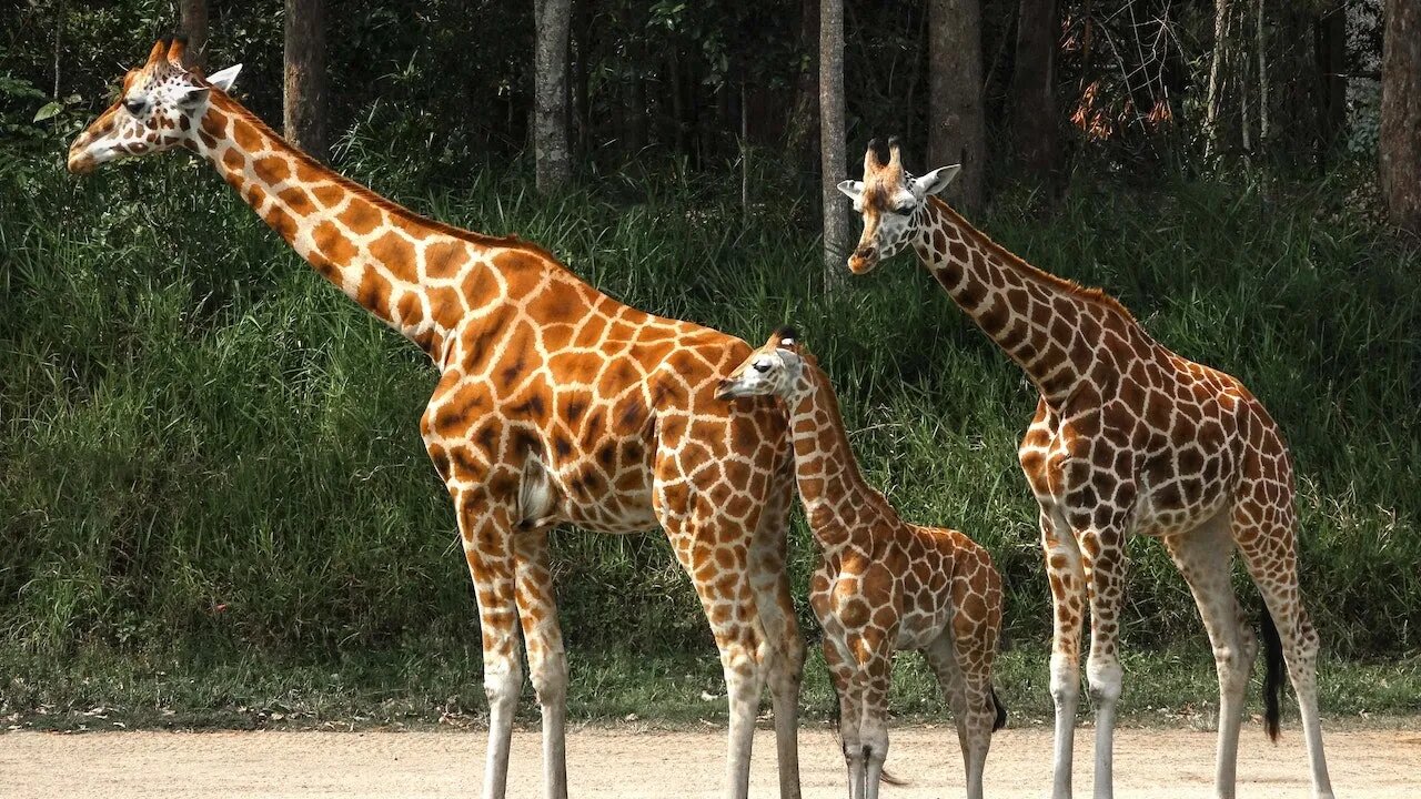 Giraffe - scenic relaxation film with calming music
