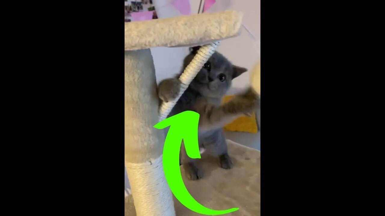 This cute cat is having fun with his new playground.