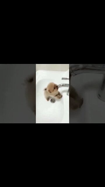 ANIMAIS MAIS ENGRAÇADOS DO MUNDO #93 - inscreve-se no CANAL #shorts