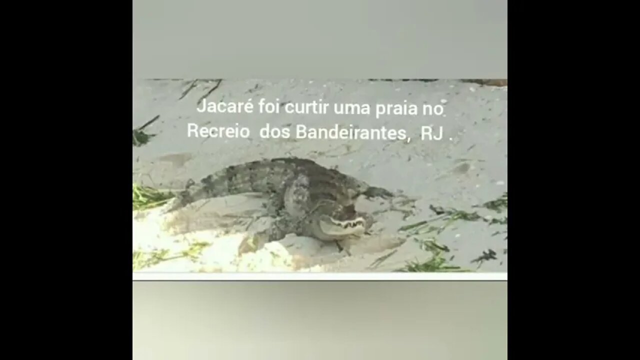 Jacaré resolve curtir a praia do Recreio, RJ (alligator appears on the beach in Rio de janeiro,BR)