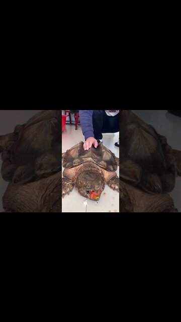 funny|prank|jokes|funny jokes|dad jokes|funny memes|funny video|fun|laughing|funny animal|knock