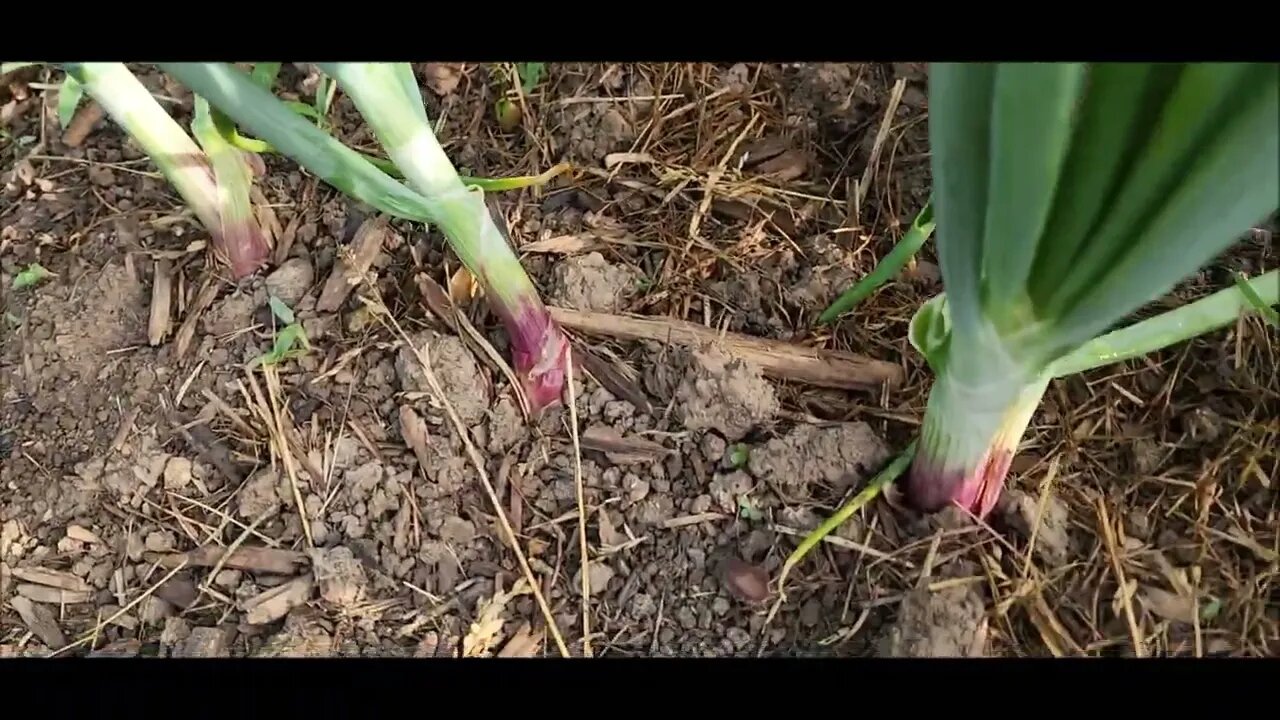 Garden Update June 11, 2022: 3 days before the heat wave