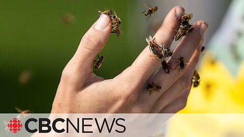 5 million bees spilled onto an Ontario roadway after falling off truck