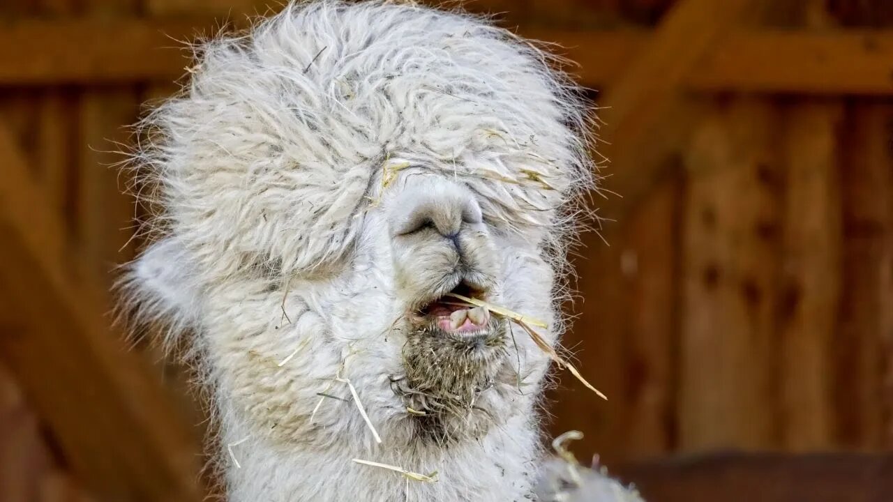 Funny and Cute Animals that will make you laugh and be happy!
