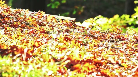 Beachfront B roll Fall Pathway Free to Use HD Stock Video Footage
