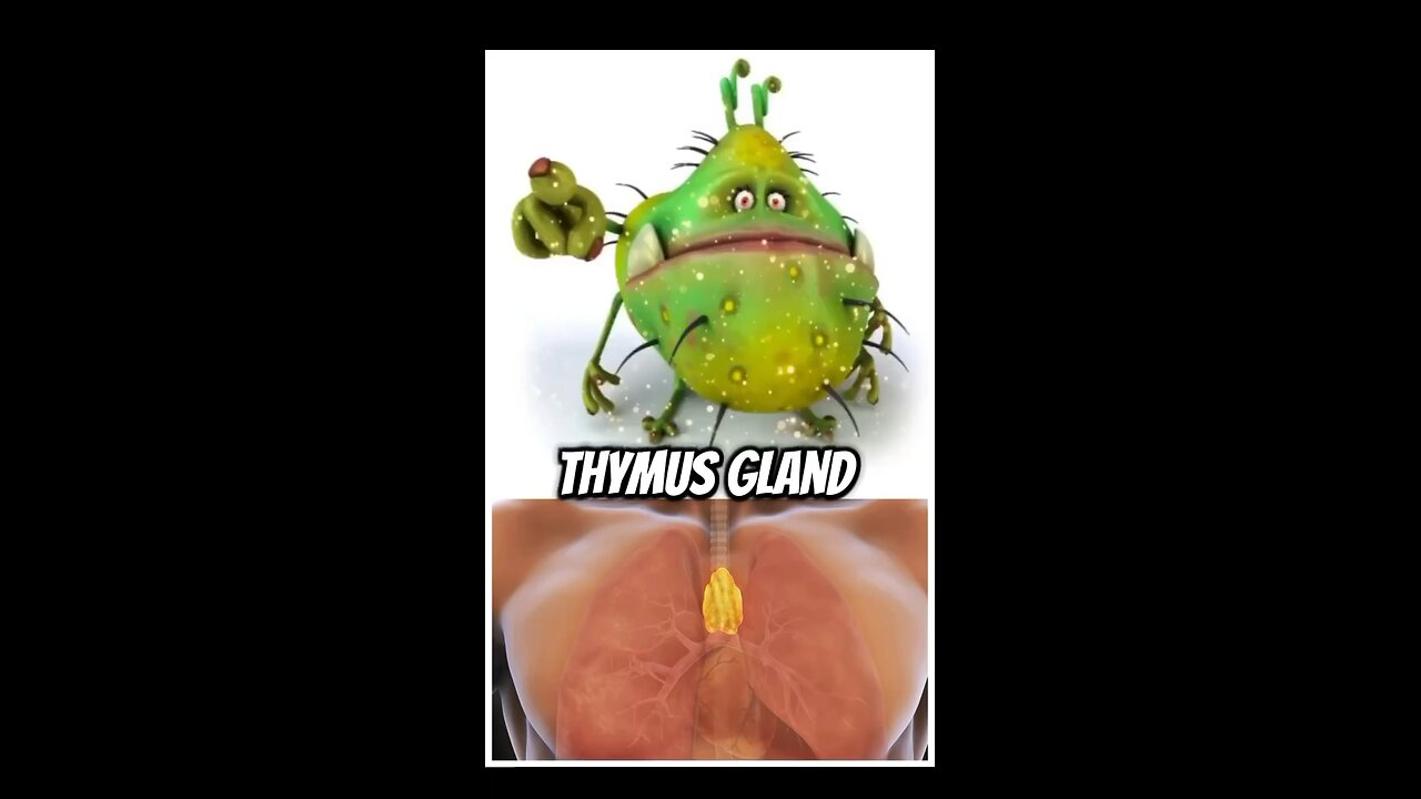 Thymus gland