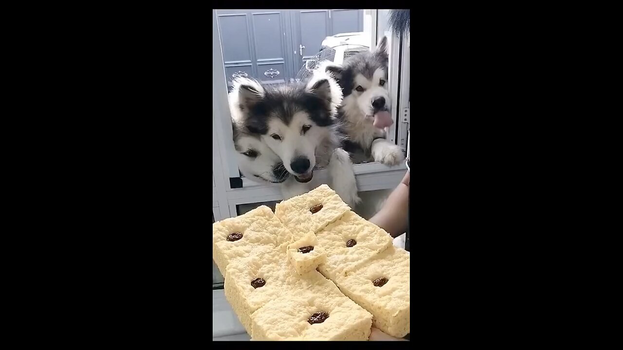 THEY all want some fooooood