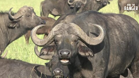 Massive Buffalo Herd With Zebra, Topi, And Eland | Mara Wildlife | Zebra Plains