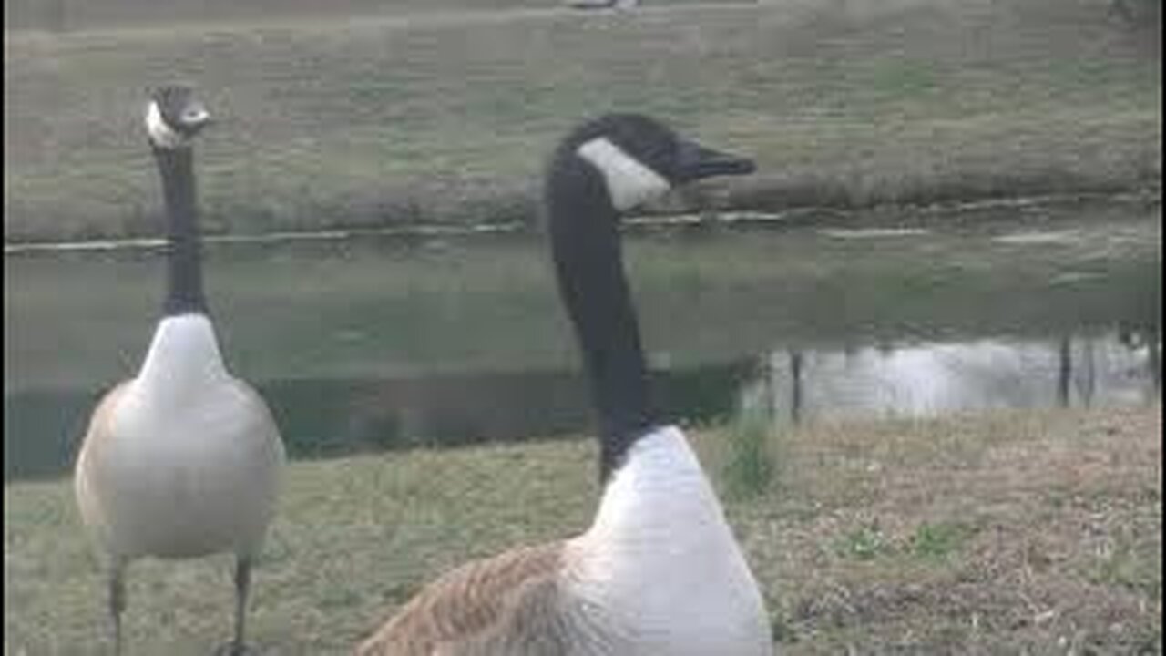 these geese are so like me, rebelling in a totally chill way