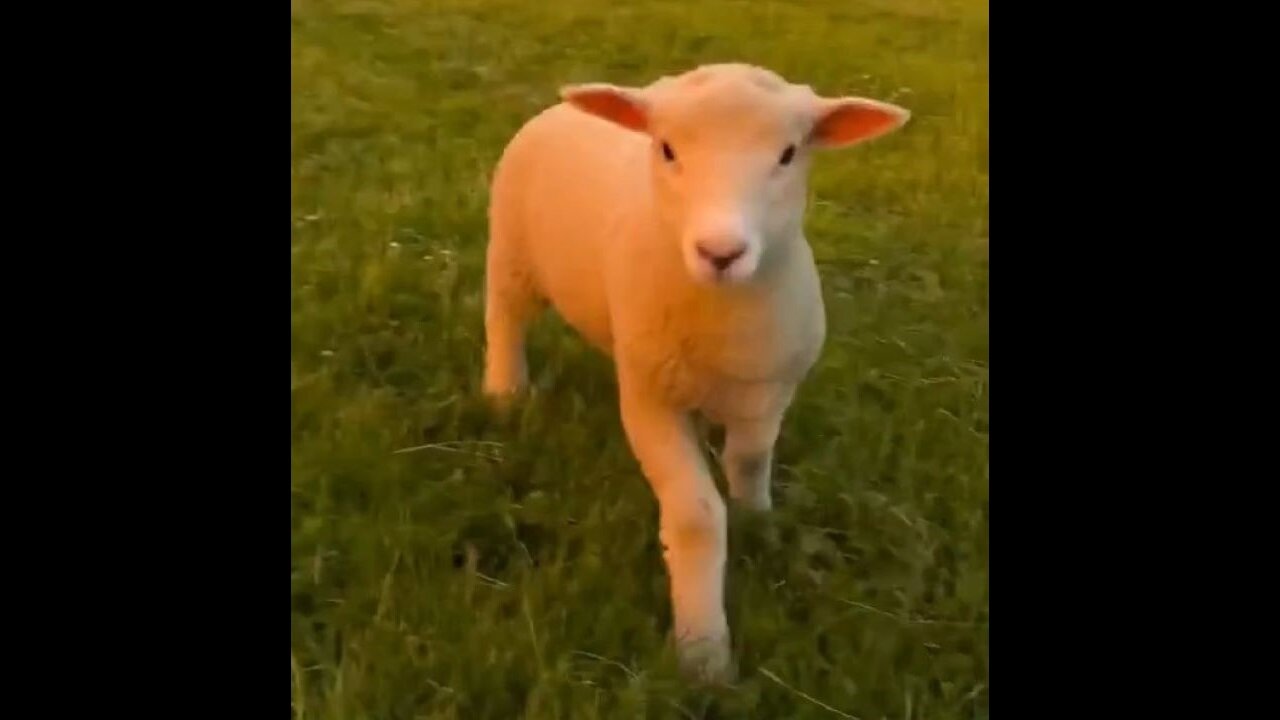 Happy Lamb