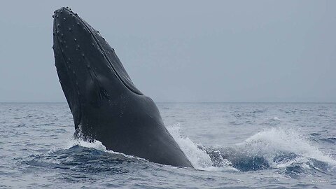 The Return Of The Humpback Whale