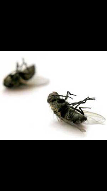 Weird how the narrative has changed on how dropping like flies is now just normal