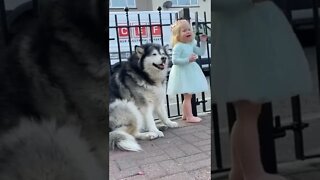 Adorable Baby 👶Plays With Her Giant Dogs🐶