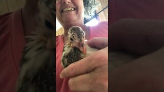 Long visit with Picachu - he's doing well. I suspect he's a boy