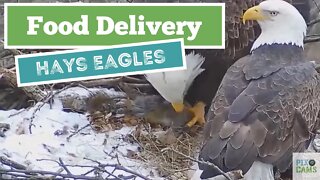 Hays Eagles Dad brings Squirrel as a food gift to Mom 1 20 22 1445