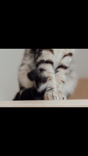 Adorable cat vídeos short leg feline (funny animals #104)