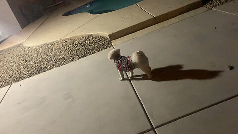 Dog hunting another dog 😂🤣