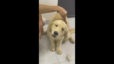 When a dog enjoys combing his hair