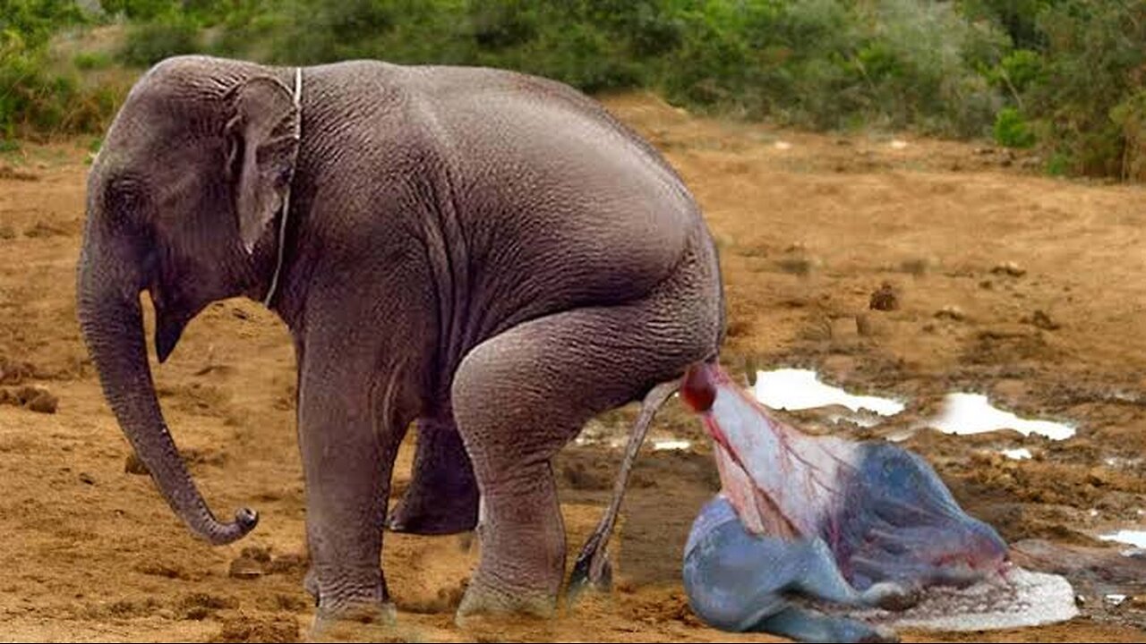 Elephant givibg Birth to a new born