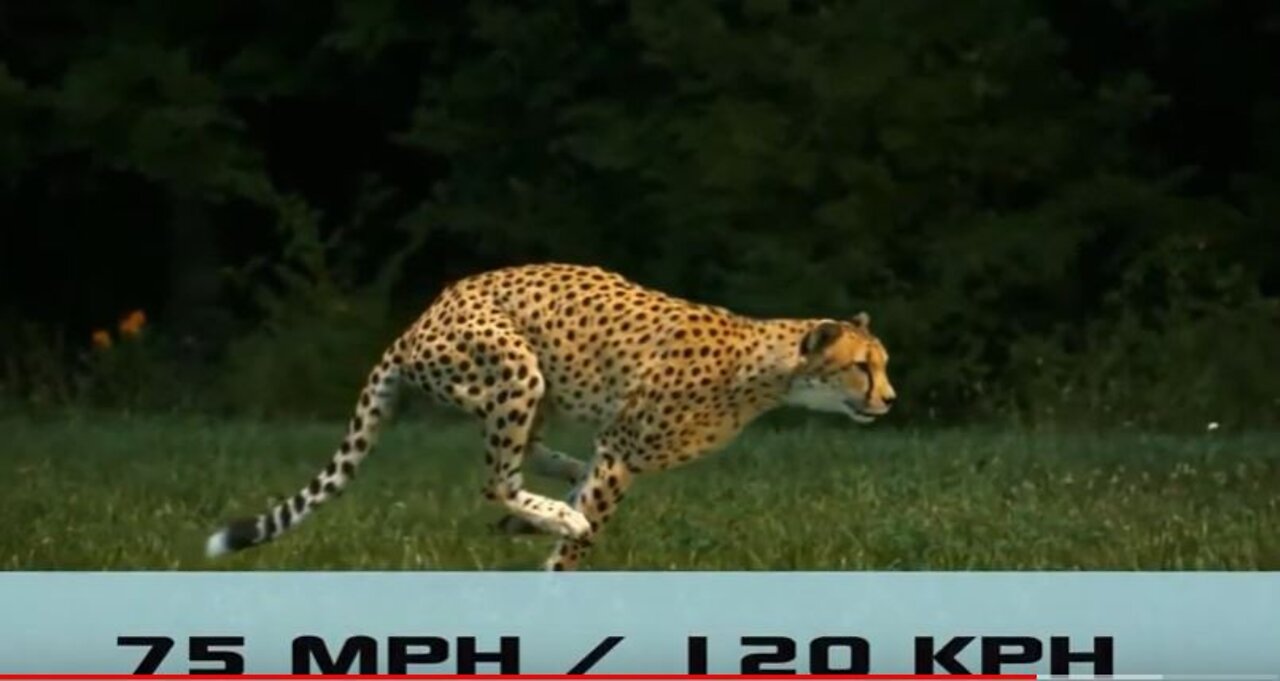 Top 10 Fastest Animals in the World