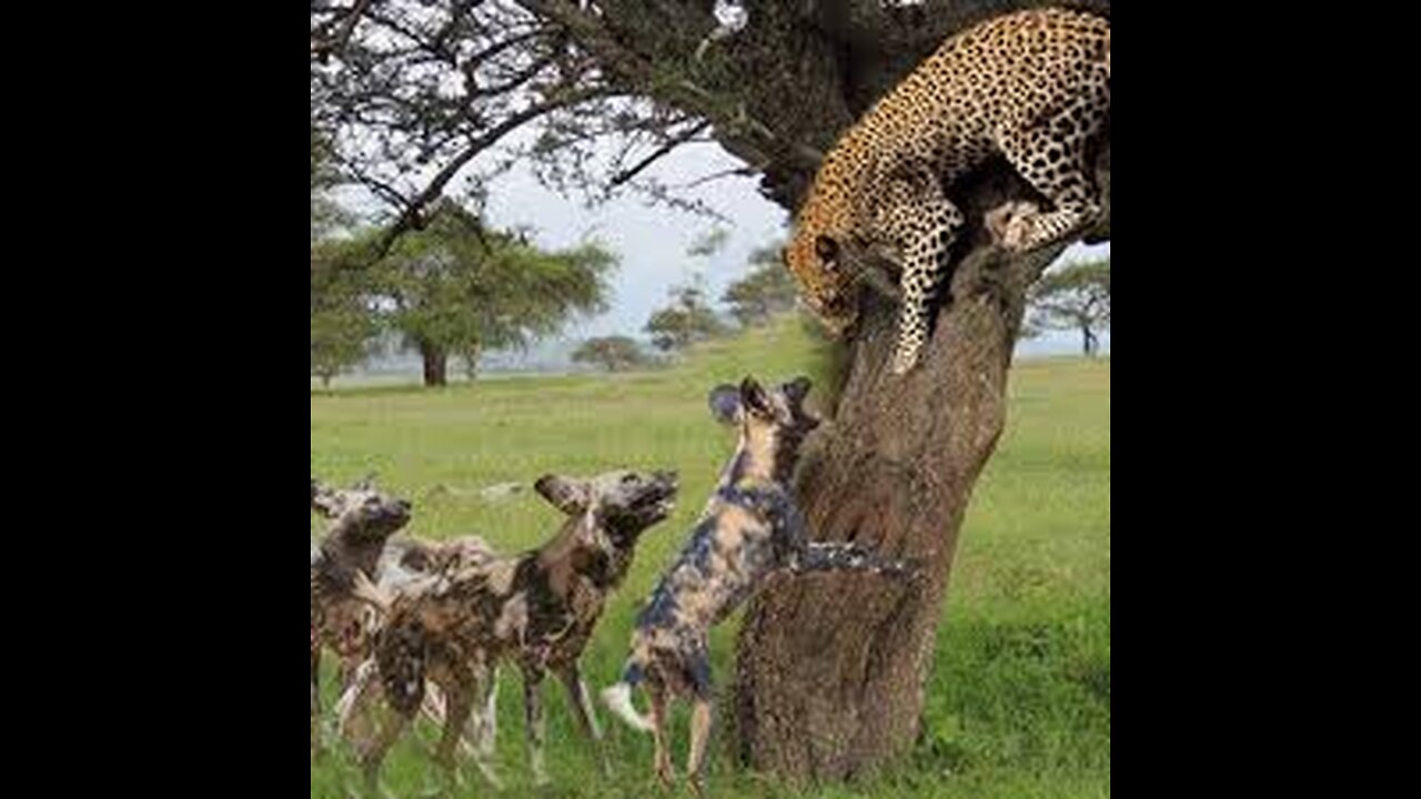 wild dogs attack leopard to protect food - Big battle for food