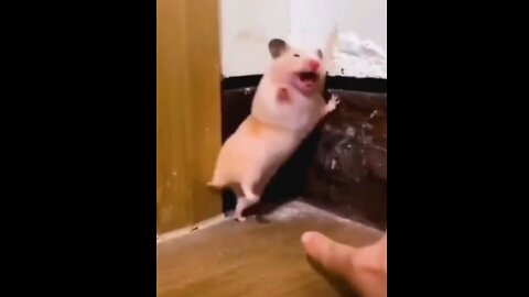 Funny animals video 🤣🤣🤣