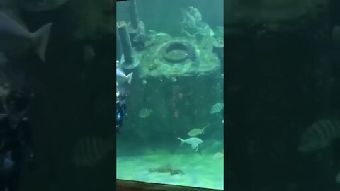 Aquarium diver