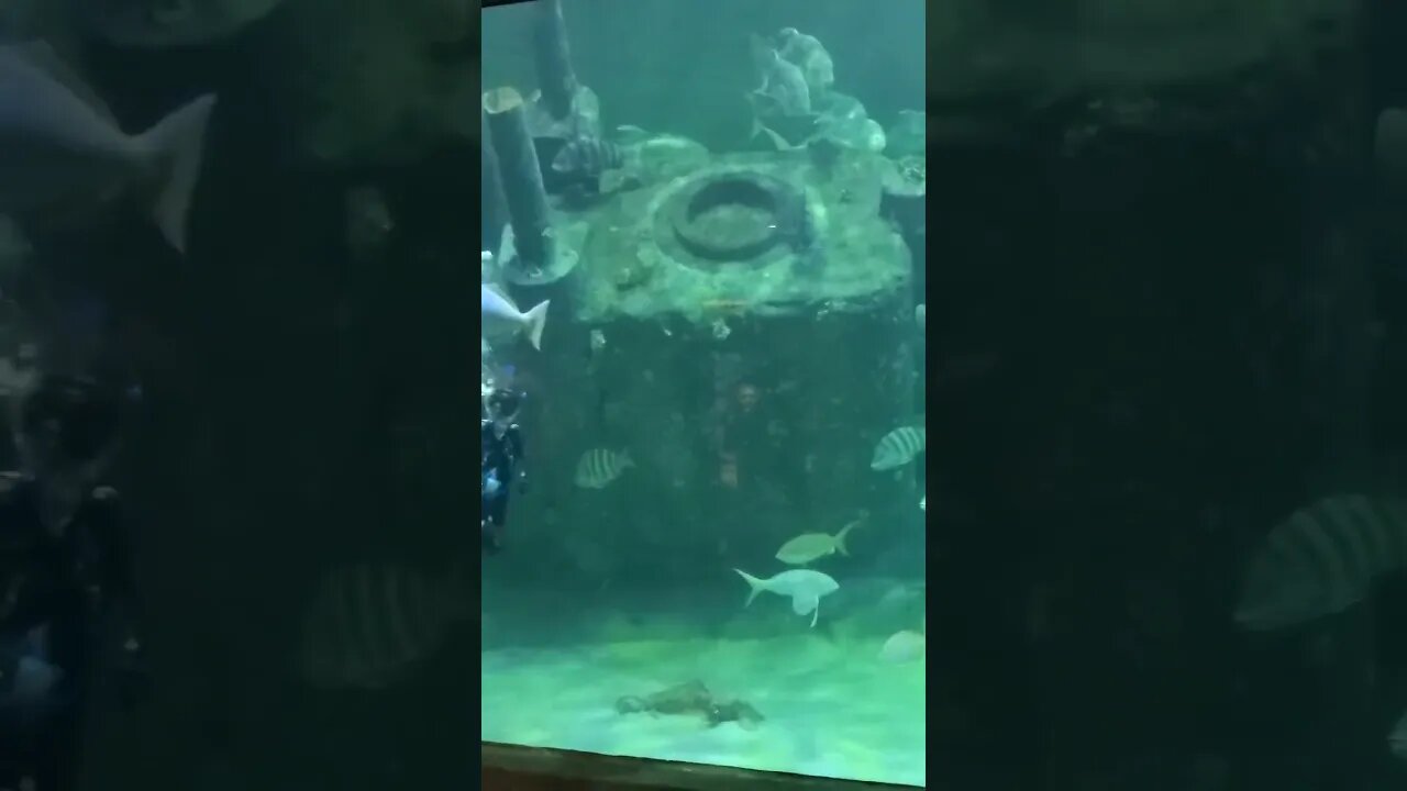 Aquarium diver