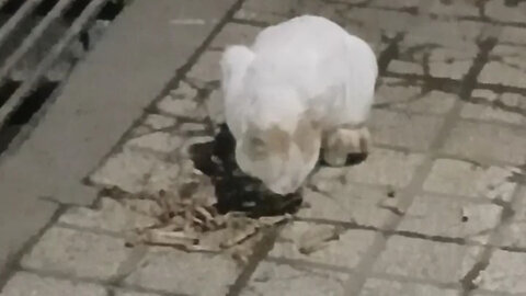 Iranian cat eating food at night🐈😺