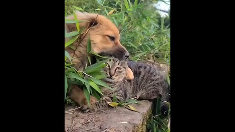 Funny cat and dog compilation