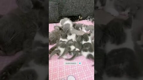 funny cat videos | cute cat videos| cute animals funny cats #shorts #shortsfunny #cutecat #funnycat