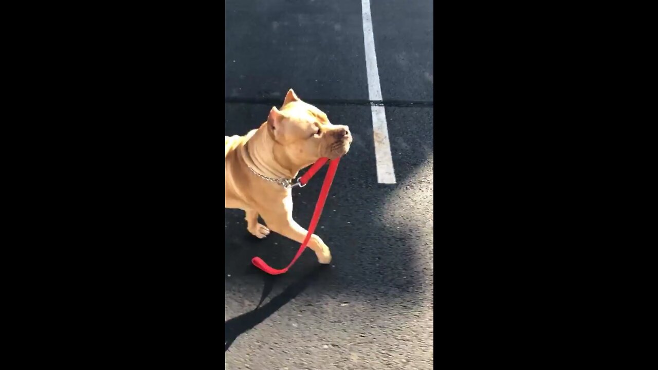 MASSIVE Pit Bull puppy walks himself 🦁😍🥰