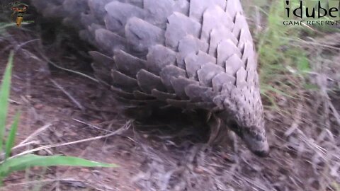 Most Poached Rare Animal: Pangolin!