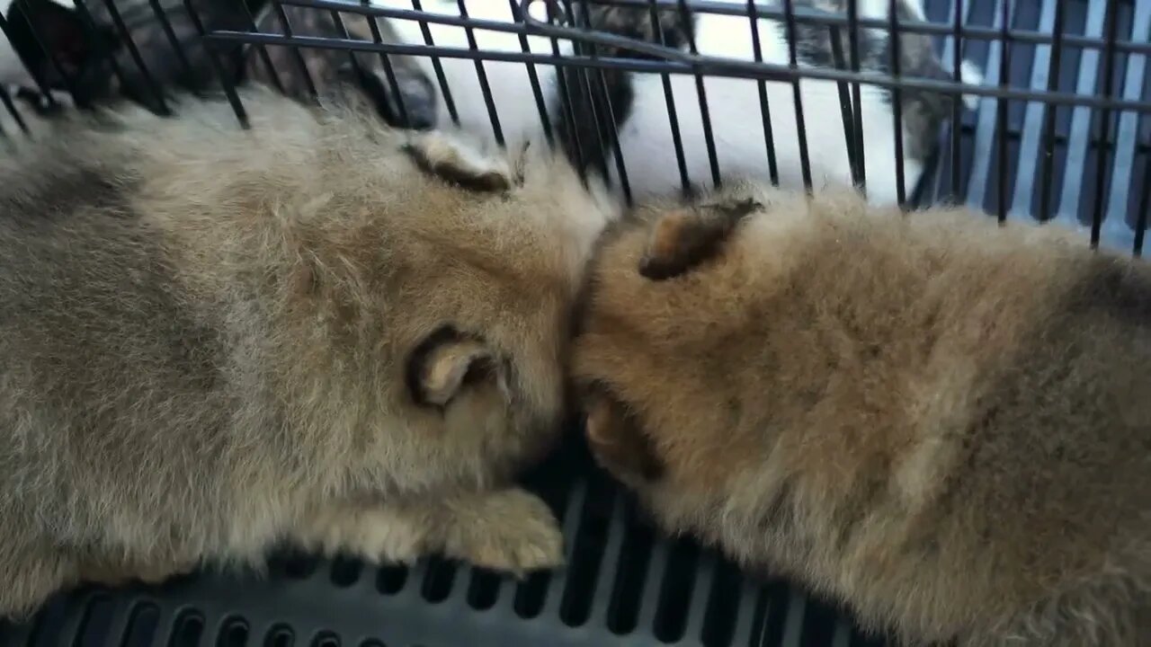 Puppies sleeping together group of lovely siblings