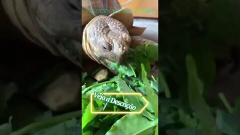 TARTARUGA COMENDO VERDURA #shorts #planetaanimalshorts #animals