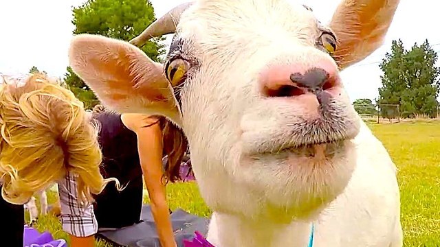 Workout with Goats: 3 Fun New Ways to Get Fit