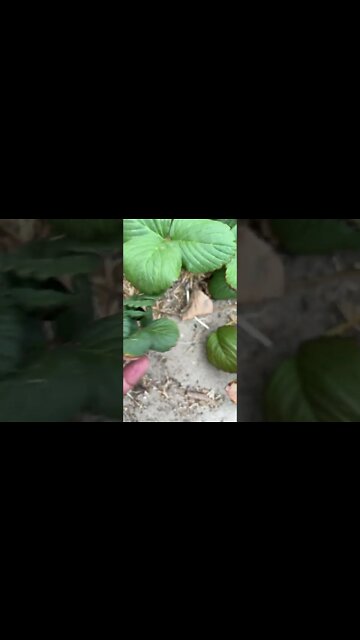 Berry late than never