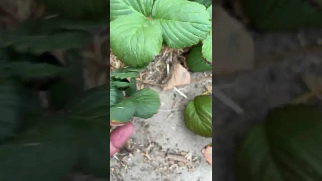 Berry late than never