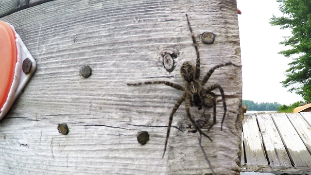 Gigantic dock spider enjoys being hand fed