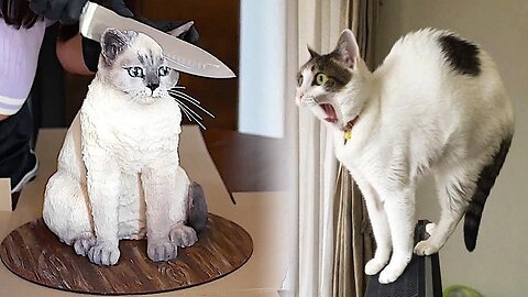 Naughty talkative Cats !! these cats can speak english better than hooman