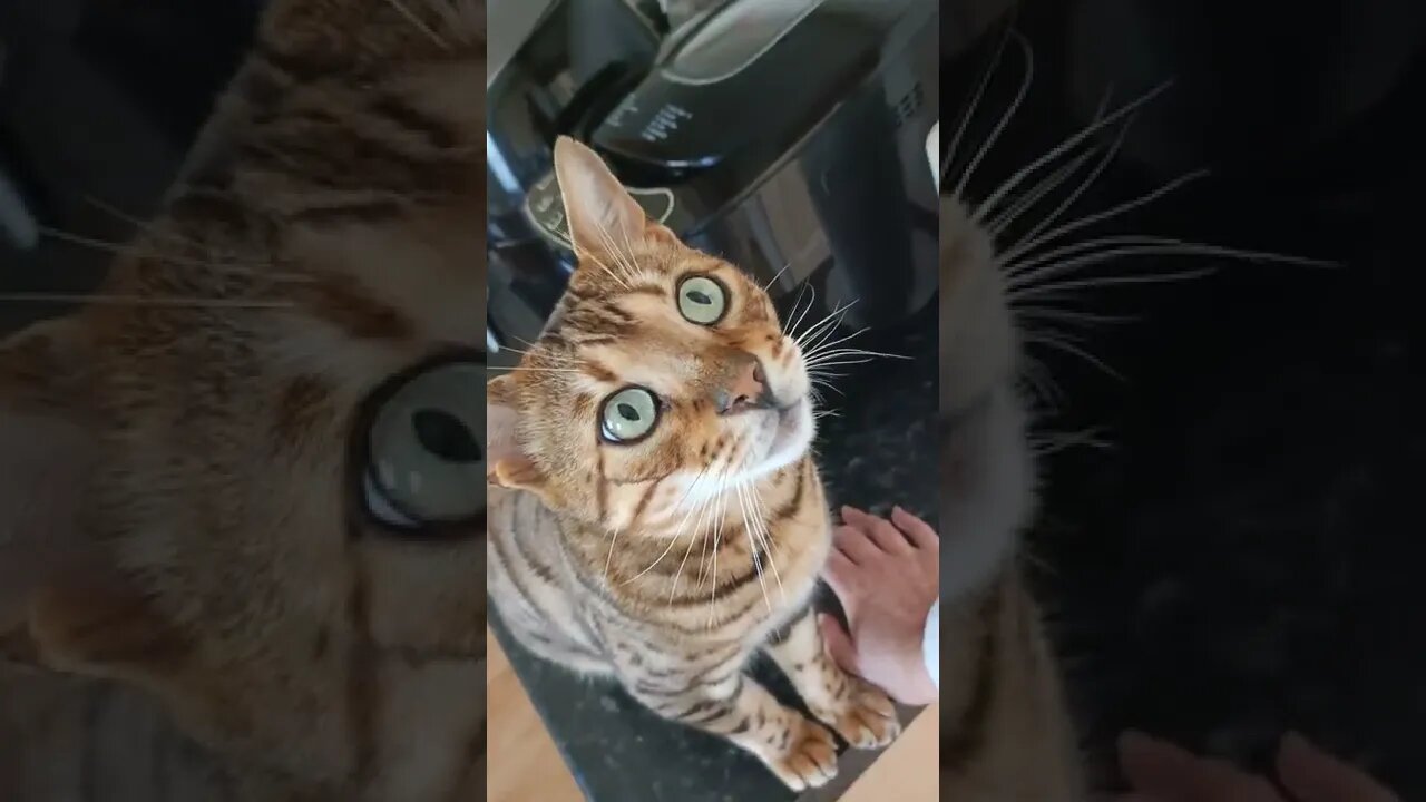 Bengal cat bites when ignored by Mama 😹 #bengalcat #caturday #cutecat
