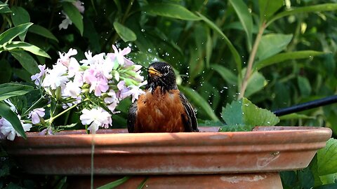 American Robin Taking a Bath in Slow Motion