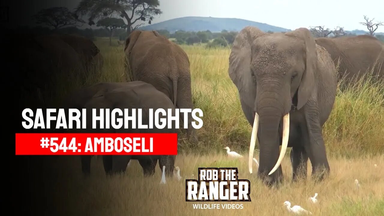 Safari Highlights #544: 04 & 05 March 2020 | Amboseli/Zebra Plains | Latest Wildlife Sightings