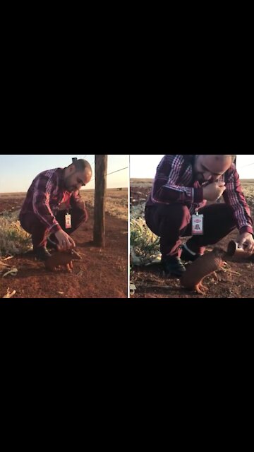 Baby armadillo begs for water during Brazil wildfires