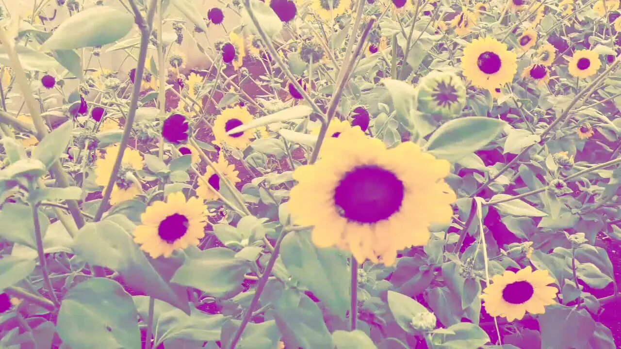 #RAP Nem tudo são flores